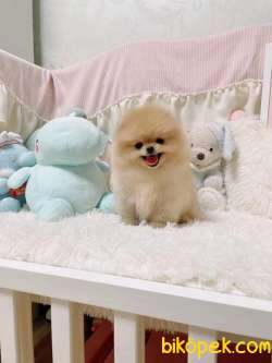 Pomeranian Boo Ayicik Tip  Safkan Yavrularımız 3