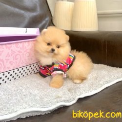 Pomeranian Boo Ayicik Tip Yavrular 3