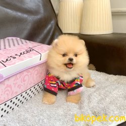 Pomeranian Boo Ayicik Tip Yavrular 1