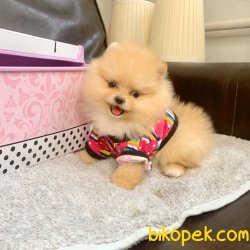 Pomeranian Boo Ayicik Tip Yavrular 2
