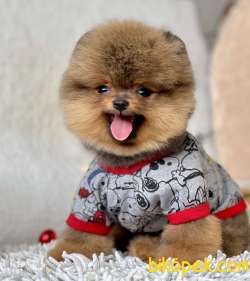 Pomeranian Boo Ayicik Tip Yavrularımız 4