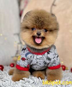 Pomeranian Boo Ayicik Tip Yavrularımız 3