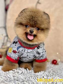 Pomeranian Boo Ayicik Tip Yavrularımız 5
