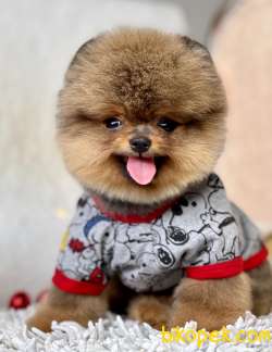 Pomeranian Boo Ayicik Tip Yavrularımız 2