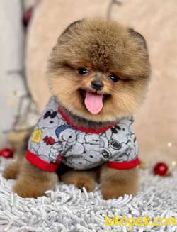 Pomeranian Boo Ayicik Tip Yavrularımız 1