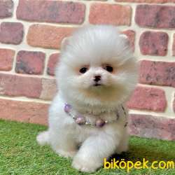 Pomeranian Boo Ayicik Yavrularımız 5