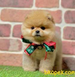 Pomeranian Boo Ayicik Yavrularımız 3