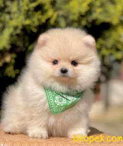 Pomeranian Boo Ayicik Yavrularımız 5