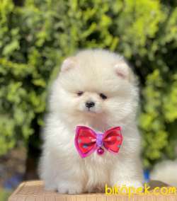 Pomeranian Boo Ayicik Yavrularımız 1