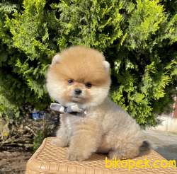 Pomeranian Boo Ayicik Yavrularımız 3