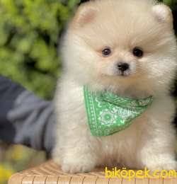 Pomeranian Boo Ayicik Yavrularımız 2