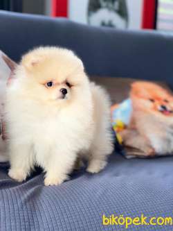 Pomeranian Boo Bebekleri Yeni Yuvasına Hazir 5