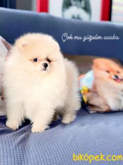 Pomeranian Boo Bebekleri Yeni Yuvasına Hazir 1