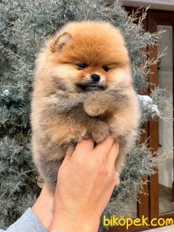 Pomeranian Boo Bebeklerimiz 3