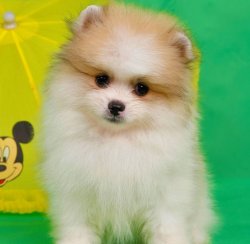 Pomeranian Boo Bebeklerimiz 1