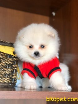 POMERANİAN BOO BEBEKLERİMİZ 3