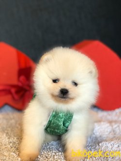 POMERANİAN BOO BEBEKLERİMİZ 2