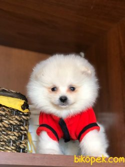 POMERANİAN BOO BEBEKLERİMİZ 4