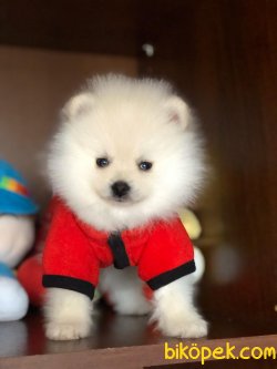 POMERANİAN BOO BEBEKLERİMİZ 1