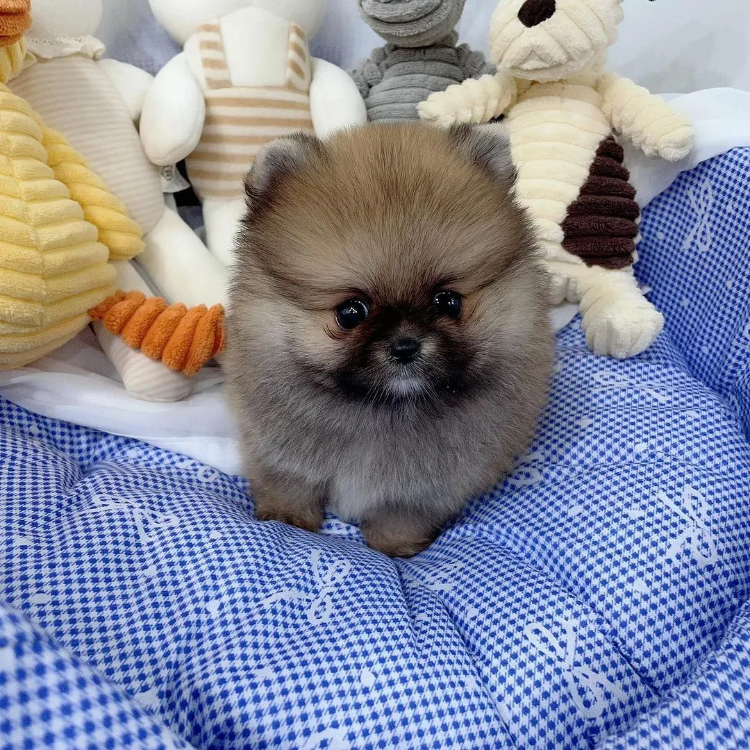 Pomeranian Boo Bebeklerimiz 4