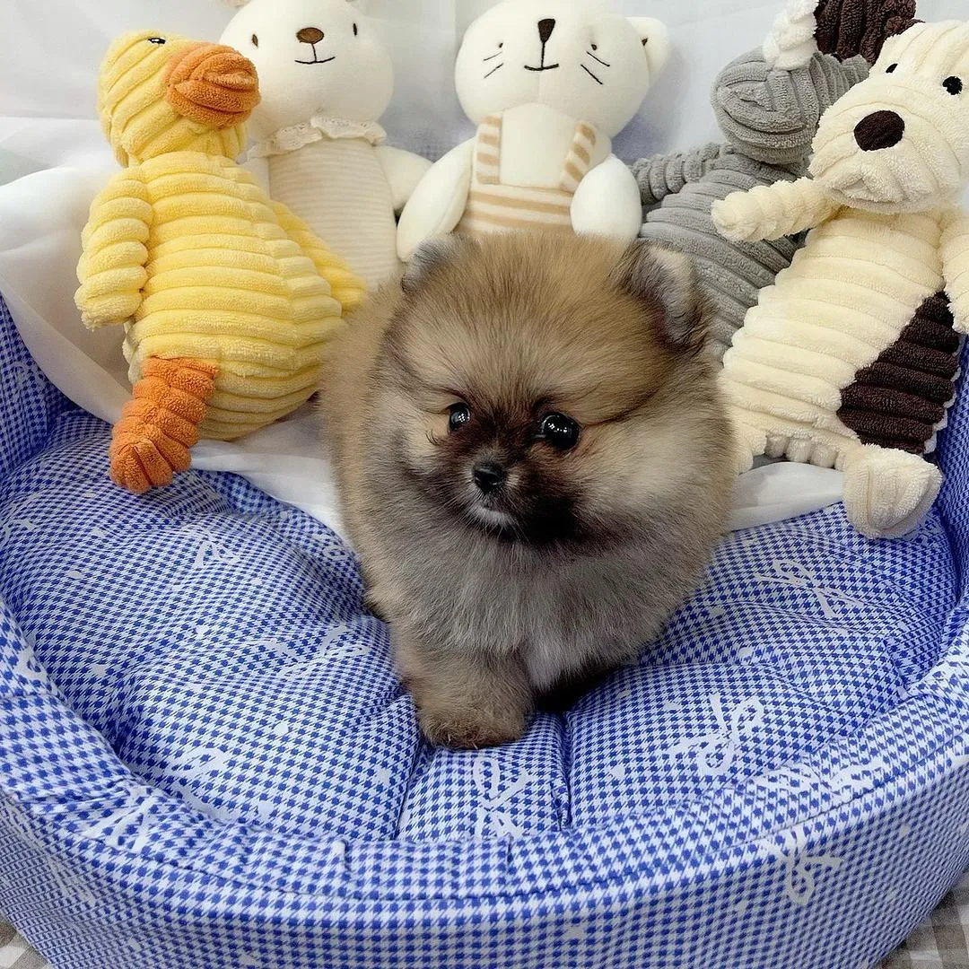 Pomeranian Boo Bebeklerimiz 3