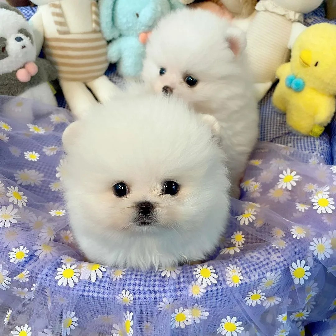 Pomeranian Boo Bebeklerimiz 2