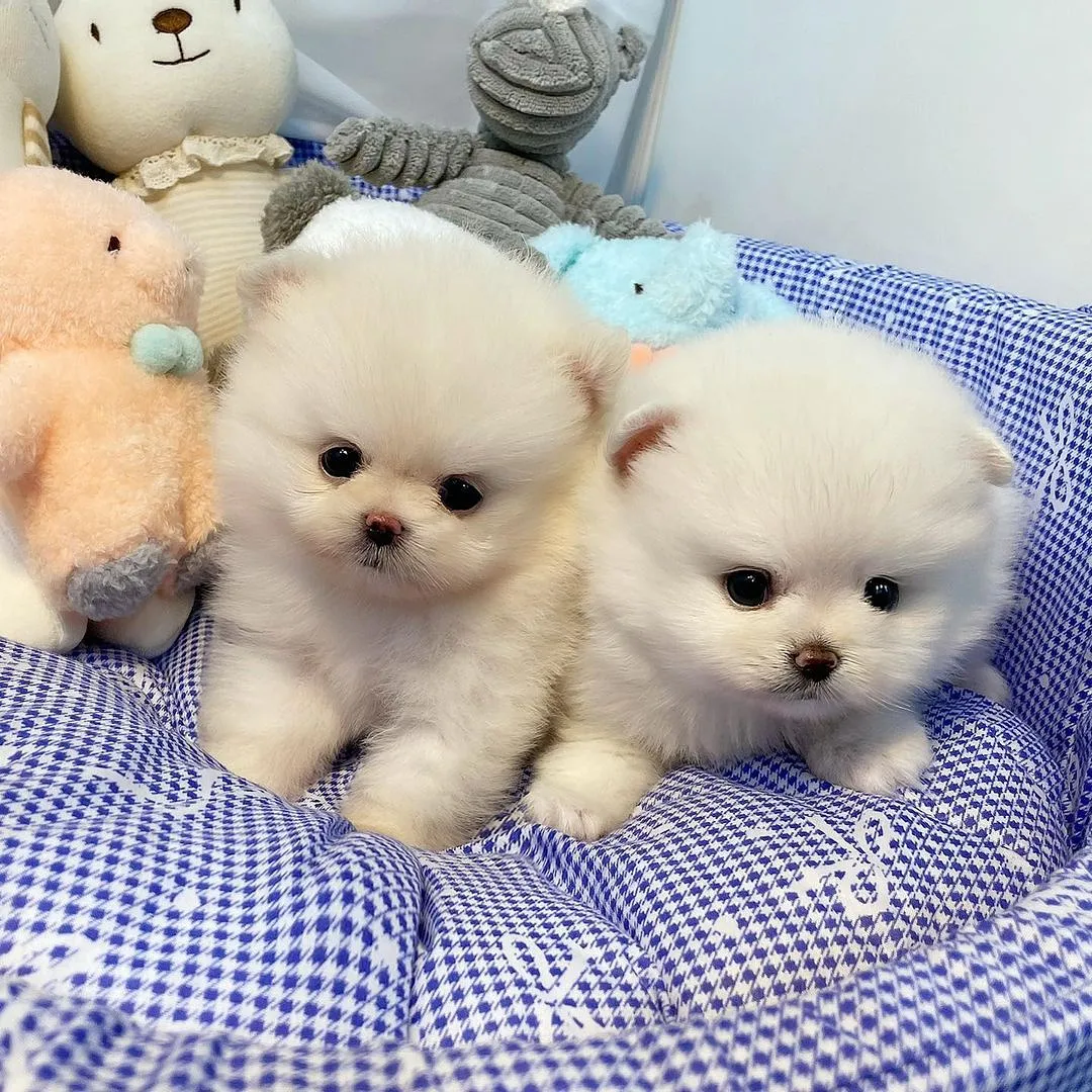 Pomeranian Boo Bebeklerimiz 5