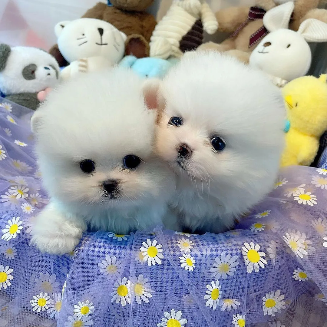 Pomeranian Boo Bebeklerimiz 1