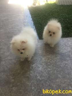 Pomeranian Boo Beyaz 5
