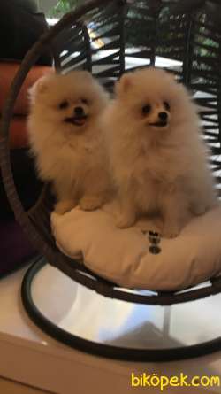 Pomeranian Boo Beyaz 1
