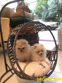Pomeranian Boo Beyaz 2