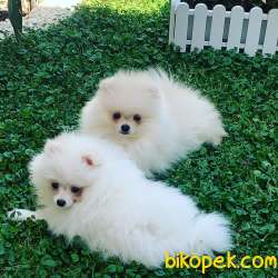 Pomeranian Boo Beyaz 4