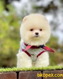 Pomeranian Boo Beyaz Ayı Surat Yavrularımız 2