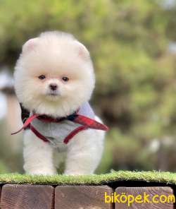 Pomeranian Boo Beyaz Ayı Surat Yavrularımız 4