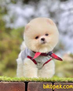 Pomeranian Boo Beyaz Ayı Surat Yavrularımız 1