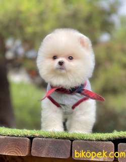 Pomeranian Boo Beyaz Ayı Surat Yavrularımız 3