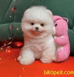 Pomeranian Boo Beyaz Ayicik Teacup Yavrularımız 3