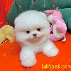 Pomeranian Boo Beyaz Ayicik Teacup Yavrularımız 1