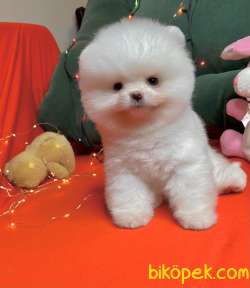 Pomeranian Boo Beyaz Ayicik Teacup Yavrularımız 4