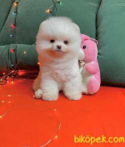 Pomeranian Boo Beyaz Ayicik Teacup Yavrularımız 2