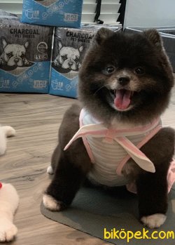 Pomeranian Boo Black Secereli Boo Garantili 2