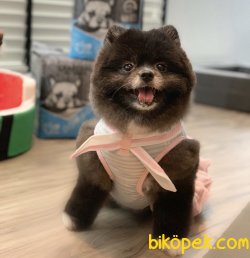 Pomeranian Boo Black Secereli Boo Garantili 1