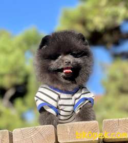 Pomeranian Boo Black Teddy Bear 5