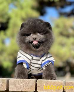 Pomeranian Boo Black Teddy Bear 3