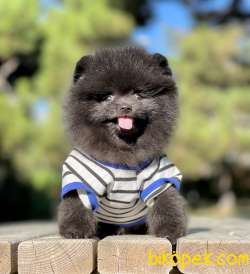 Pomeranian Boo Black Teddy Bear 2