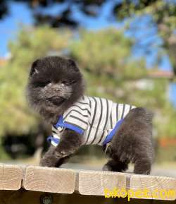 Pomeranian Boo Black Teddy Bear 4