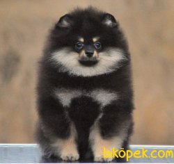 POMERANİAN BOO BLACKTAN 1