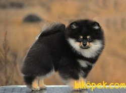 POMERANİAN BOO BLACKTAN 2