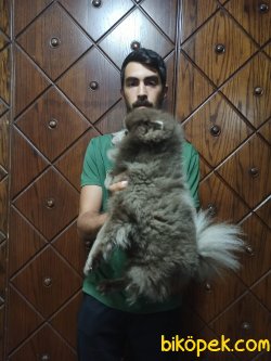 Pomeranian Boo Blue 3