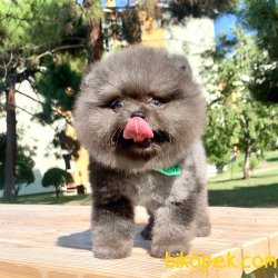 Pomeranian Boo Blue Merle Nadir Anne Baba Secereli Safkan Yavrumz 1